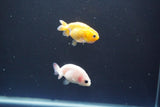 2Pack Thai Ranchu  Tricolor 2 Inch (ID#906ToPtD-38) Free2Day SHIPPING