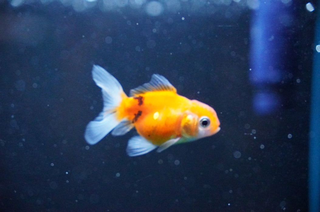 Baby Thai Oranda  Calico 2 Inch (ID#1031TPTA-39) Free2Day SHIPPING