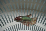 Dumbo Multicolor   Halfmoon Female Betta (ID#801-F719) Free2Day SHIPPING