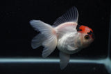 Juvenile Thai Oranda  Tricolor 3.5 Inch (ID#0107T13b-92) Free2Day SHIPPING