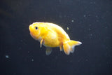 2Pack Thai Ranchu  Tricolor 2 Inch (ID#906ToPtD-38) Free2Day SHIPPING