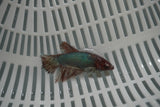 Dumbo Multicolor   Halfmoon Female Betta (ID#801-F719) Free2Day SHIPPING