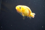 2Pack Thai Ranchu  Tricolor 2 Inch (ID#906ToPtD-38) Free2Day SHIPPING