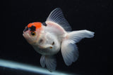 Juvenile Thai Oranda  Tricolor 3.5 Inch (ID#0107T13b-92) Free2Day SHIPPING