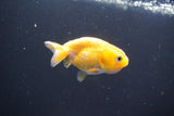 2Pack Thai Ranchu  Tricolor 2 Inch (ID#906ToPtD-38) Free2Day SHIPPING