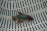 Dumbo Multicolor   Halfmoon Female Betta (ID#801-F719) Free2Day SHIPPING