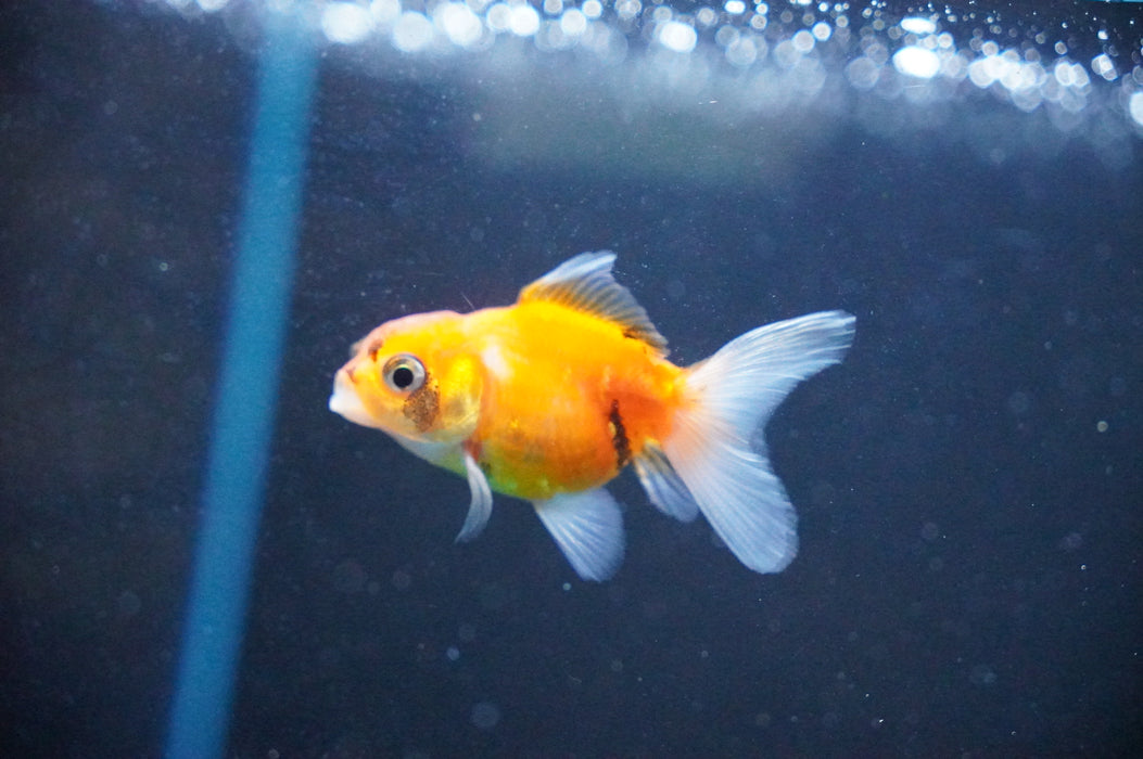 Baby Thai Oranda  Calico 2 Inch (ID#1031TPTA-39) Free2Day SHIPPING