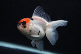 Juvenile Thai Oranda  Tricolor 3.5 Inch (ID#0107T13b-92) Free2Day SHIPPING