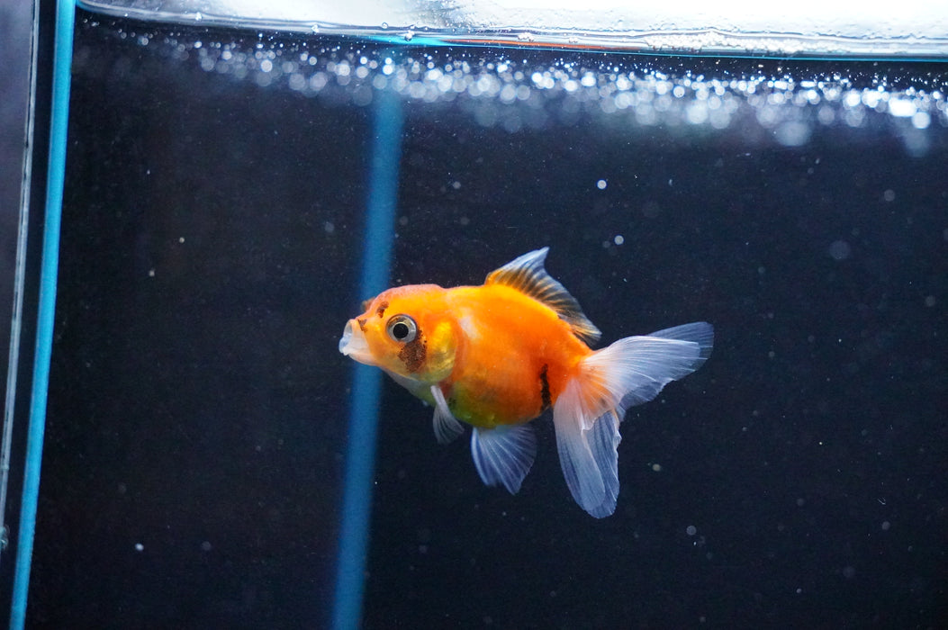 Baby Thai Oranda  Calico 2 Inch (ID#1031TPTA-39) Free2Day SHIPPING