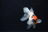 Juvenile Thai Oranda  Tricolor 3.5 Inch (ID#0107T13b-92) Free2Day SHIPPING