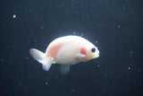 2Pack Thai Ranchu  Tricolor 2 Inch (ID#906ToPtD-38) Free2Day SHIPPING