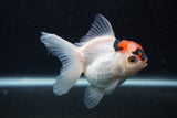 Juvenile Thai Oranda  Tricolor 3.5 Inch (ID#0107T13b-92) Free2Day SHIPPING