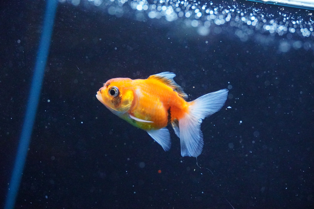 Baby Thai Oranda  Calico 2 Inch (ID#1031TPTA-39) Free2Day SHIPPING