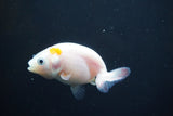 2Pack Thai Ranchu  Tricolor 2 Inch (ID#906ToPtD-38) Free2Day SHIPPING