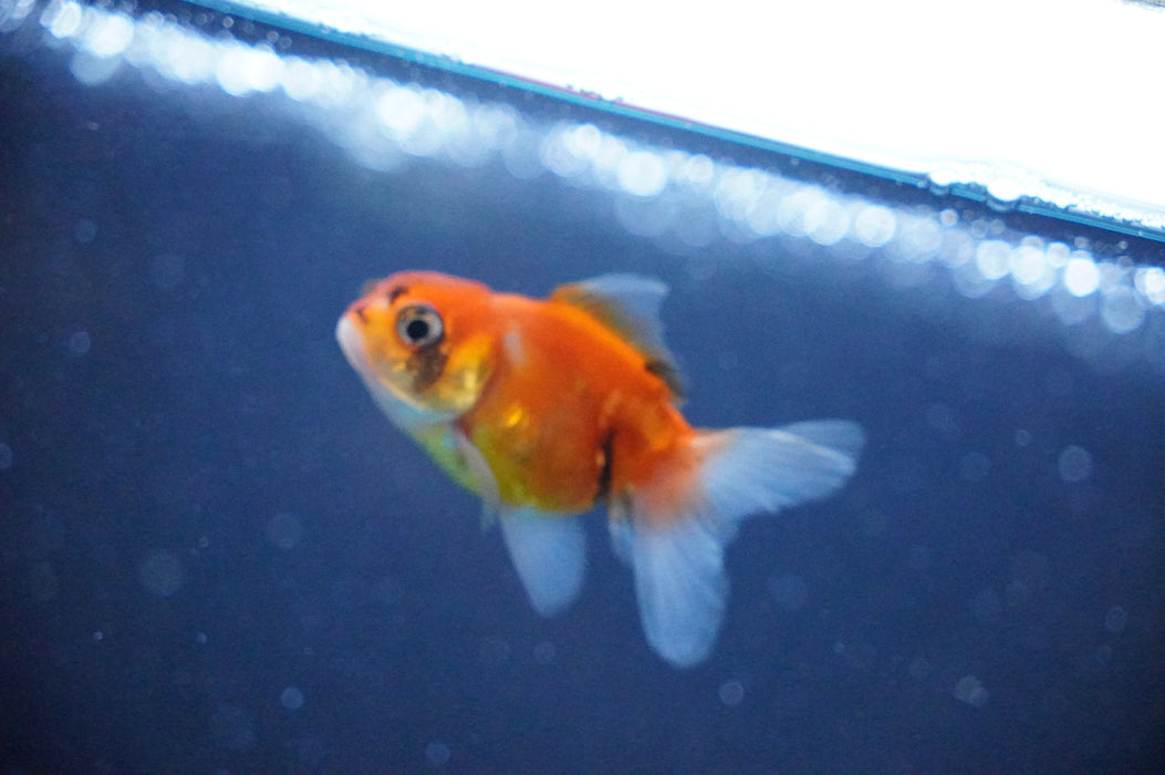 Baby Thai Oranda  Calico 2 Inch (ID#1031TPTA-39) Free2Day SHIPPING