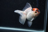 Juvenile Thai Oranda  Tricolor 3.5 Inch (ID#0107T13b-92) Free2Day SHIPPING