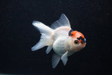 Juvenile Thai Oranda  Tricolor 3.5 Inch (ID#0107T13b-92) Free2Day SHIPPING