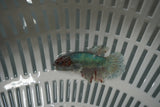 Dumbo Multicolor   Halfmoon Female Betta (ID#801-F720) Free2Day SHIPPING