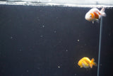 2Pack Thai Ranchu  Tricolor 2 Inch (ID#906ToPtD-39) Free2Day SHIPPING