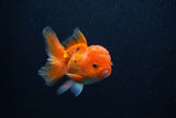 Juvenile Thai Oranda  Tricolor 3.5 Inch (ID#0107T13b-93) Free2Day SHIPPING