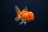 Juvenile Thai Oranda  Tricolor 3.5 Inch (ID#0107T13b-93) Free2Day SHIPPING