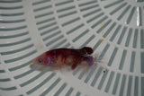 Koi Galaxy  Plakat Female Betta (ID#801-F721) Free2Day SHIPPING