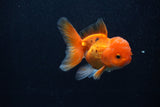 Juvenile Thai Oranda  Tricolor 3.5 Inch (ID#0107T13b-93) Free2Day SHIPPING