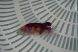 Koi Galaxy  Plakat Female Betta (ID#801-F721) Free2Day SHIPPING