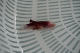 Koi Galaxy  Plakat Female Betta (ID#801-F721) Free2Day SHIPPING