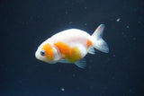 2Pack Thai Ranchu  Tricolor 2 Inch (ID#906ToPtD-39) Free2Day SHIPPING