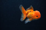 Juvenile Thai Oranda  Tricolor 3.5 Inch (ID#0107T13b-93) Free2Day SHIPPING