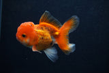 Juvenile Thai Oranda  Tricolor 3.5 Inch (ID#0107T13b-93) Free2Day SHIPPING