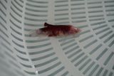 Koi Galaxy  Plakat Female Betta (ID#801-F721) Free2Day SHIPPING