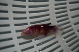 Koi Galaxy  Plakat Female Betta (ID#801-F721) Free2Day SHIPPING