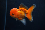 Juvenile Thai Oranda  Tricolor 3.5 Inch (ID#0107T13b-93) Free2Day SHIPPING