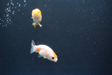 2Pack Thai Ranchu  Tricolor 2 Inch (ID#906ToPtD-40) Free2Day SHIPPING