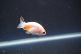 2Pack Thai Ranchu  Tricolor 2 Inch (ID#906ToPtD-40) Free2Day SHIPPING