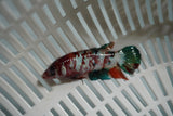 Candy Koi Galaxy  Plakat Female Betta (ID#801-F722) Free2Day SHIPPING