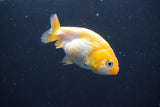 2Pack Thai Ranchu  Tricolor 2 Inch (ID#906ToPtD-40) Free2Day SHIPPING