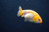 2Pack Thai Ranchu  Tricolor 2 Inch (ID#906ToPtD-40) Free2Day SHIPPING