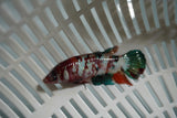 Candy Koi Galaxy  Plakat Female Betta (ID#801-F722) Free2Day SHIPPING