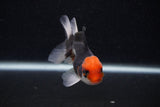 Juvenile Thai Oranda  Tricolor 3.5 Inch (ID#0107T13b-94) Free2Day SHIPPING