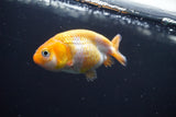 2Pack Thai Ranchu  Tricolor 2 Inch (ID#906ToPtD-40) Free2Day SHIPPING