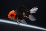 Juvenile Thai Oranda  Tricolor 3.5 Inch (ID#0107T13b-94) Free2Day SHIPPING