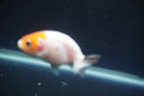 2Pack Thai Ranchu  Tricolor 2 Inch (ID#906ToPtD-40) Free2Day SHIPPING