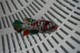 Candy Koi Galaxy  Plakat Female Betta (ID#801-F722) Free2Day SHIPPING