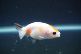 2Pack Thai Ranchu  Tricolor 2 Inch (ID#906ToPtD-40) Free2Day SHIPPING