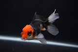 Juvenile Thai Oranda  Tricolor 3.5 Inch (ID#0107T13b-94) Free2Day SHIPPING