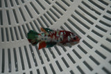 Candy Koi Galaxy  Plakat Female Betta (ID#801-F722) Free2Day SHIPPING