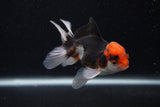 Juvenile Thai Oranda  Tricolor 3.5 Inch (ID#0107T13b-94) Free2Day SHIPPING